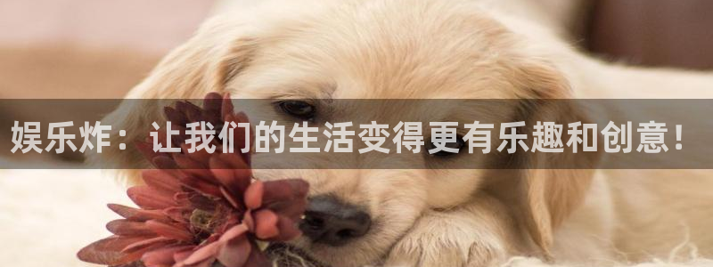 狗子28pg电子游戏：娱乐炸：让我们的生活变得更有乐趣和创意！